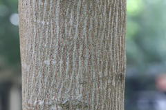 Leucaena leucocephala